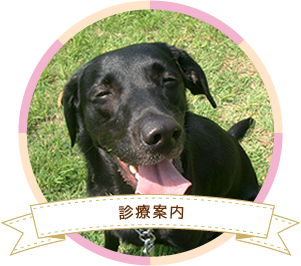 新大阪の もへい動物病院 犬 猫 ウサギの診療 ペットホテル 新大阪の もへい動物病院 犬 猫 ウサギの診療 ペットホテル